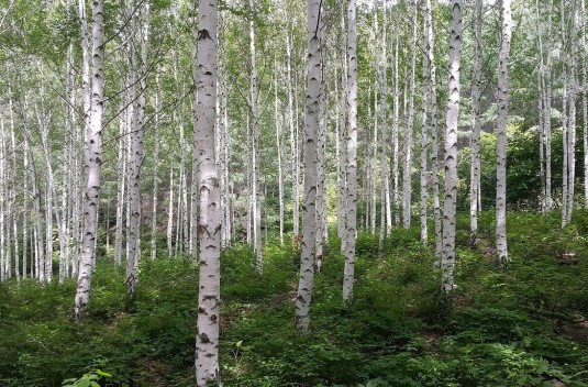 Birkenwald