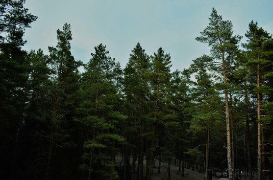 Kieferwald